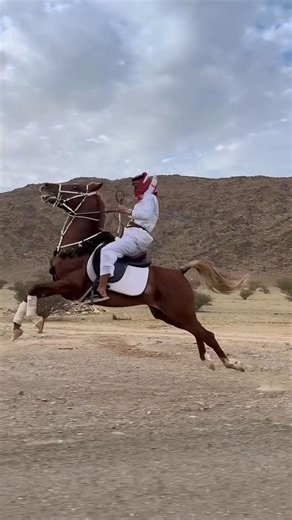 Arabic Horses Love Juming #horse #riding #viralshort #foryou