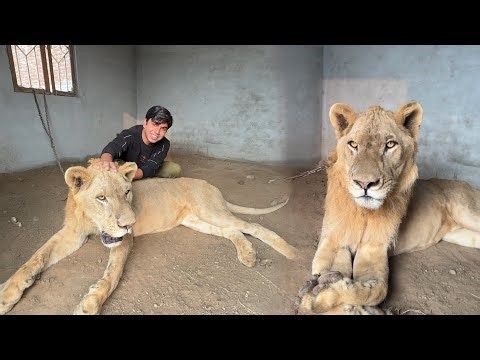 Big Zoo Main Big Lion Agea 😍