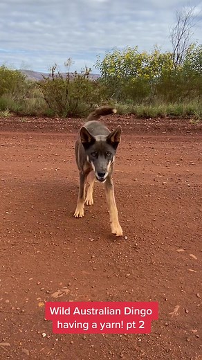 Wild Australian Dingo Encounters in the Pilbara Outback