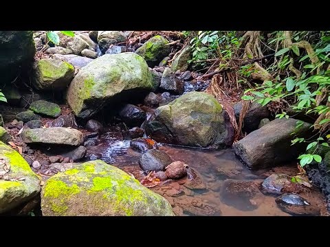 Gentle Stream Sounds with Flowing Water and Peaceful Forest Ambience for Deep Sleep & Relaxation