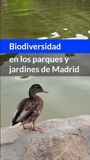 🌿¡Descubre cómo cuidamos de la biodiversidad de nuestros parques en Madrid!🌿