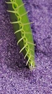 25K views · 395 reactions | Venus fly trap clean catch feels...