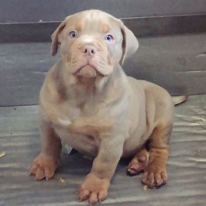 Let me introduce you guys to Muenster Cheese aka Monster Cheese off Dom x Marsha breeding at 9weeks old. This will be a freakier version of Doms Provolones 🦍🦁🧬🧿🦍🦁🧬🧿 Hitting that beagle delete button with Dom never fails ☎️✅☎️✅🥬🥬 | Big Baller Kennels