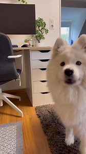 17K views · 621 reactions | Have you tried ✨ HUGS ✨ ? #dog #dogs #samoyed #samoyeds #sammy #samoyedlife #fluffydog #samoyedlover #fluffy #australianshepherd #aussiedog #aussiedoglovers | Baby Bear Yuki | Facebook