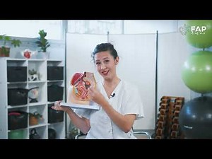 Tout sur le prolapsus : comprendre et prévenir la descente d'organes chez les femmes