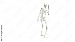 Skeleton is talking on the phone. Skeleton conversation using the phone. 3D realistic animation. White background.