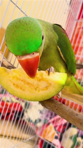 winter special parrot fruits || healthy parrot winter diet | Indian parrot winter care #talkingparot