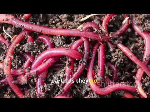 The Cardboard Composting SECRET They Don't Want You to Know