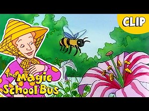 How Bees Find Flowers | Science for Kids | The Magic School Bus