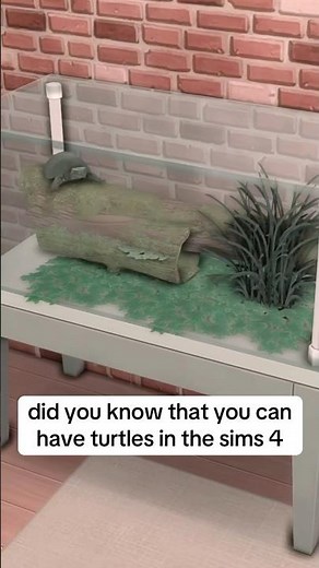 Creating a Turtle Terrarium in The Sims 4 #eapartner #thesims4 #sims4 #thesims4tutorial