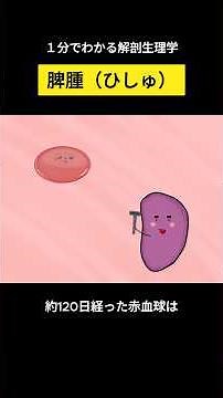 【１分で学べる解剖生理学／脾腫】 #解剖生理学 #脾腫 #肝硬変