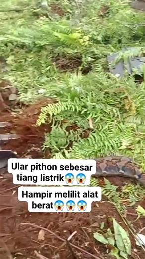 Papadom Kandou on Reels