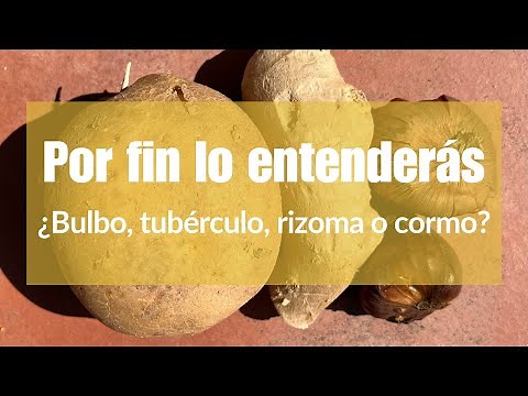Por fin lo entenderás: ¿bulbo, tubérculo, rizoma o cormo? | Verdópolis
