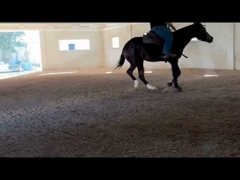 Cavallo in vendita - Quarter Horse Derby 2026 - Vidéo 2 - equirodi.it