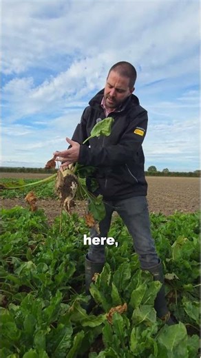 BLIZZARD FODDER BEET | Great Winter Hardiness | Dairy & Beef Production