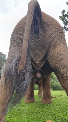 #elephant Elephants defecate 4-5 times a day.