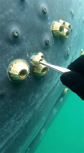 Removing Whale Barnacles with Minimal Effort