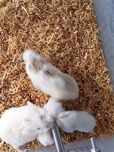 Growing Dwarf Hamsters: A Heartwarming Journey