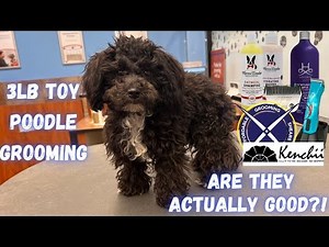 BEST products for HOME GROOMING | 3lb Toy Poodle Groom 😍❤️