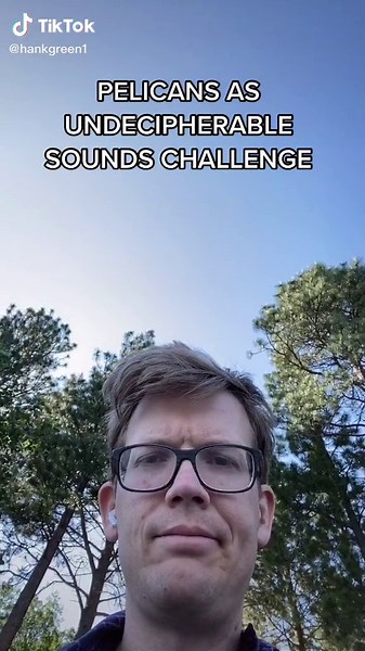 Pelicans Trying to Eat Capybaras Compilation