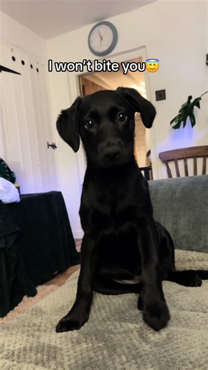 Black Labrador Puppy Biting Moments That Make You Smile