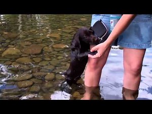 CHOCOLATE LAB PUPPY FIRST TIME SWIMMING!