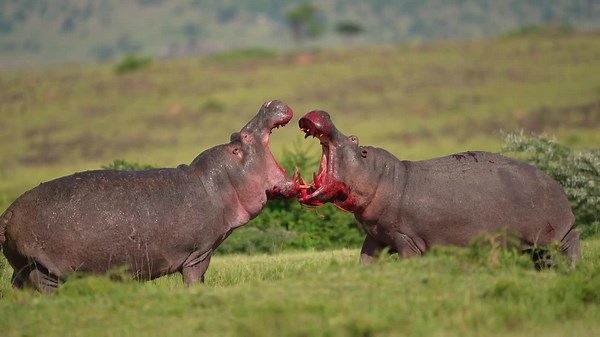 Safari goer captures EPIC battle between 2 huge male hippos in Kenya