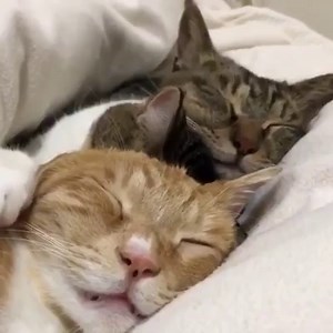 36K views · 907 reactions | When you're home for Christmas and need to share a bed with all your siblings.... via.@chonkosaurus | Wool and the Gang | Facebook