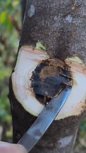 Farmers cultivating Kynam agarwood use a specialized hook knife to extract the naturally grown resin from Kynam trees. This quality of agarwood resin can achieve sinking-grade standards!#Agarwood #Agarwoodtree #Kynam #Kynamtree #KynamAgarwood #Qinan | Miki Lee