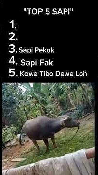 ranking top 5 sapi#edits #meme #mentality #sapi #shorts