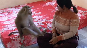 25K views · 613 reactions | Little Jason Arrogant Toss Comb Dejected With Mom Interrupt Time Grinning To Dad | Monkey Jason | Facebook