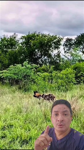 Leopard's Lightning Attack on Hyena: A Savage Showdown