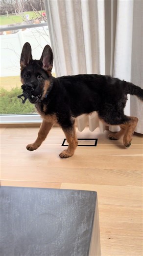 Don’t mind the mess, Creed and I had the zoomies this morning #germanshepherd #puppy #gopro @GoPro