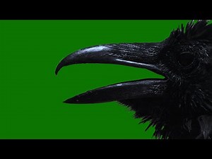 Green Screen Horror Raven effect | creepy Halloween background video | scary black bird no copyright