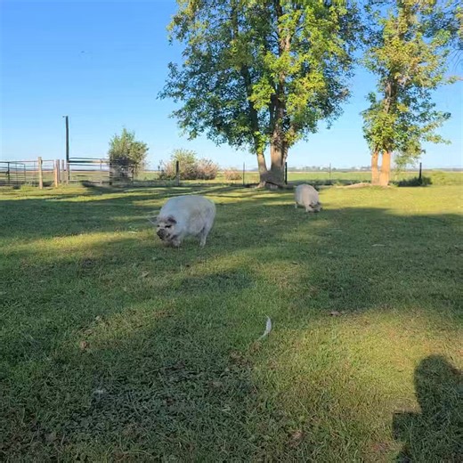 The B boys Borus and Banjo say Good morning. | Polly the Performing Princess Pig