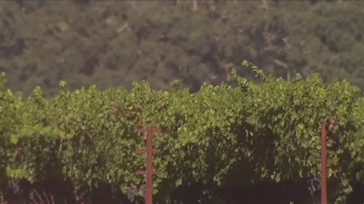 Fewer drinkers: A grim outlook for 2025 wine harvest