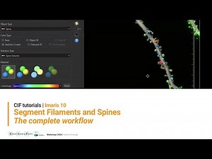 Using Imaris 10 to trace filaments and spines