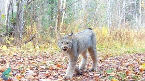 169K views · 7K reactions | Neat footage of lynx, those ethereal-looking Northwoods denizens, from last summer. And, as you will see, a lynx messed with one of our cameras for the first time last summer…luckily, they are not as destructive as bears and wolves it seems! Just a light pawing to check things out. | Voyageurs Wolf Project | Facebook