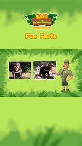 Tasmanian Devil | Fun Facts | Leo the Wildlife Ranger | Leo the Wildlife Ranger | Facebook