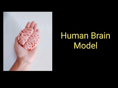 How to make Human Brain with play dough | Human brain with clay | Human brain model