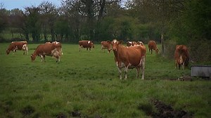 Geography KS3/KS4: Why do dairy farmers go organic?