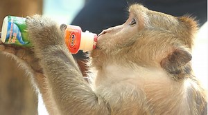 6.1K views · 157 reactions | Milk Extra Help Feed Baby Bobby But Mom Brinn Asking For Testing Favor Too. Look Brinn How Yummy. | Lovely Monkey | Facebook