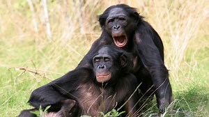 Cooperative Apes — NOVA | PBS