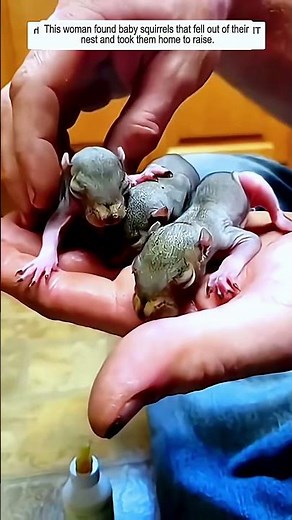 This woman adopted poor baby squirrels and then #squirrels #babysquirrels #rescue #animals #wildlife