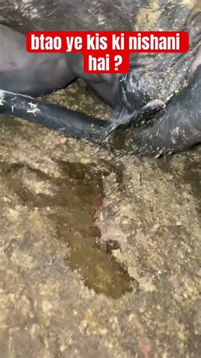 #ai #heat #cow #farming #petanimals #viral #shortsfeed #shorts #viralshort