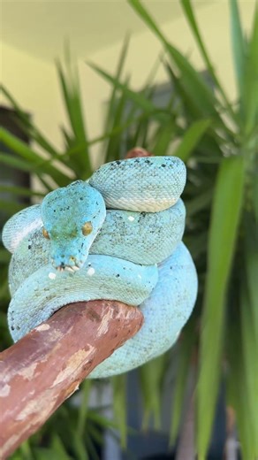 Meet shadow! #morningmotivation #reptiles