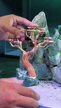 How I Made a Beautiful Desktop Aquascape with a Mini Bonsai #aquarium #aquascape #fishtank