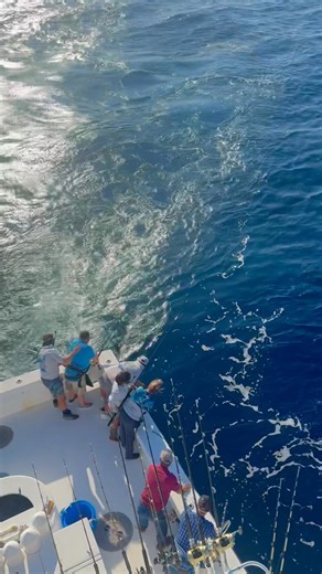 Another good offshore 3 day trip. My angler did a good job and we were able to tag and release another Blue Marlin. Jake was smooth on the wire and Gabby and Grady were on it as usual. Thanks to my crew for all the hard work and my customers who have all become friends through the years. It’s pretty rewarding I must admit! #intimidatorcharters #andemonofilament #pennreels #fishorangebeach #orangebeach #nosonar #BLUEMARLIN | Intimidator Sportfishing