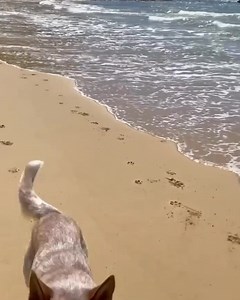 35K views · 102 reactions | There is nothing better then a fur friendship  Does your dog have a four-legged friend they get excited to see? Tag us in a video of them together, we'd love to see it!  IG/finn_the_acd #BlackHawkPetCare #EveryIngredientMatters | Black Hawk Pet Care | Facebook