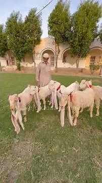100 Year Old Goats | Narejo Farm